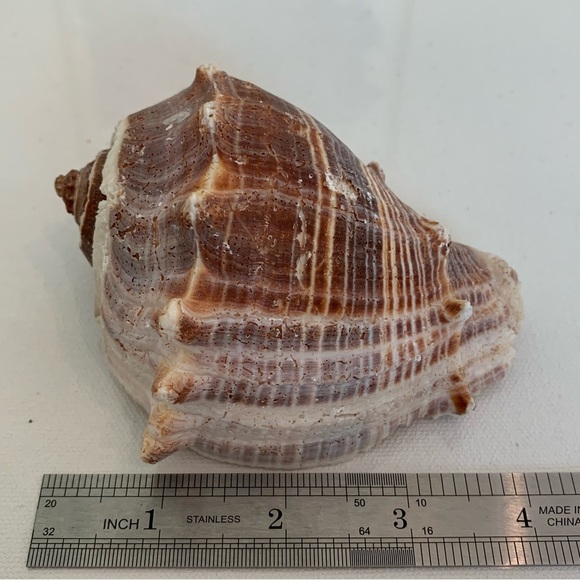 Striped Florida King Crown Conch Shell Melongena Corona Brown White Seashells 4" - Picture 11 of 12